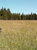 Šumava a náš Bernie - kvetoucí louka